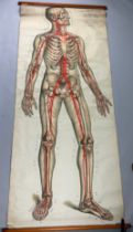 A MEDICAL FROHSE ANATOMICAL CHART 'THE HEART AND CIRCULATORY SYSTEM', hanging scroll by Adam,