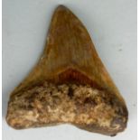 A LARGE MEGALODON TOOTH FOSSIL, From Bandung, West Java, Indonesia. Miocene circa 5-10 million years