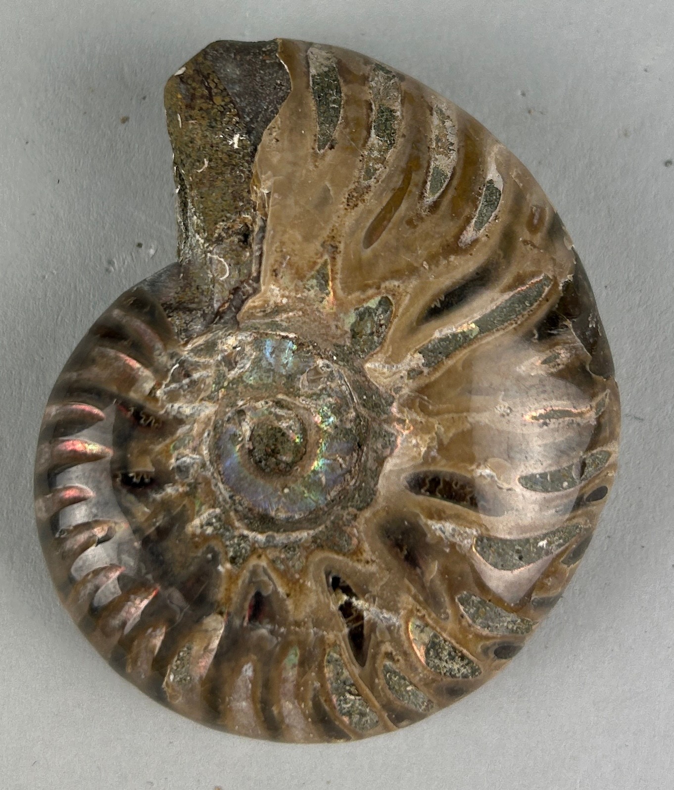 AN OPALISED CLEONICERAS AMMONITE FOSSIL, Ammonite From the Majunga Basin, Madagascar. Natural - Image 2 of 2