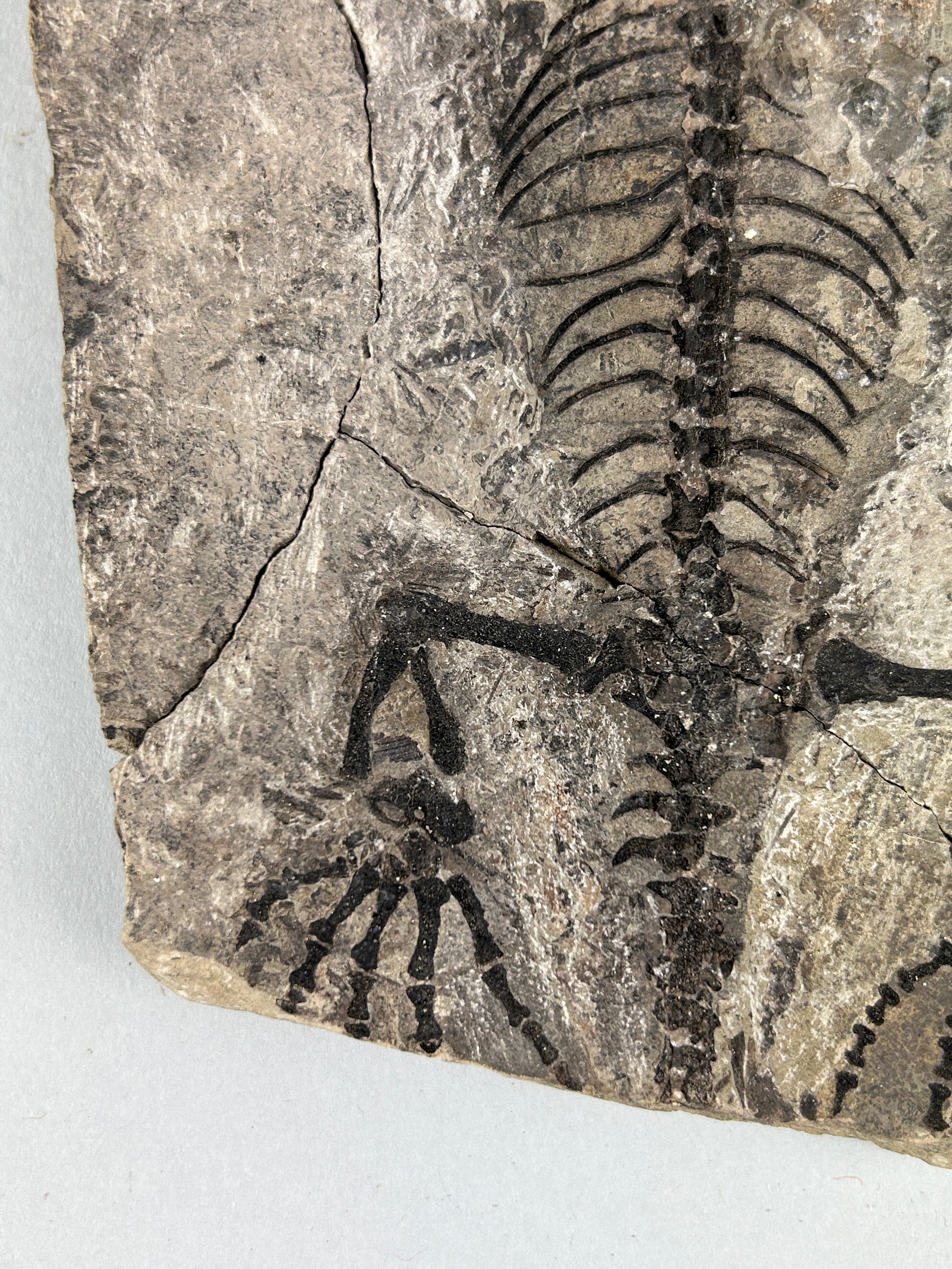 A COMPLETE FOSSILISED REPTILE BARASAURUS BESAIRIEI 23cm x 14cm Extinct genus of procolophonoid - Image 2 of 4