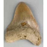 A LARGE MEGALODON TOOTH FOSSIL, From Bandung, West Java, Indonesia. Miocene 5-10million years old.