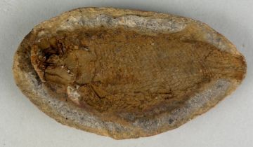 A FOSSIL FISH IN SPLIT STONE, A split stone containing a well-preserved and rare fish (Pteronisculus