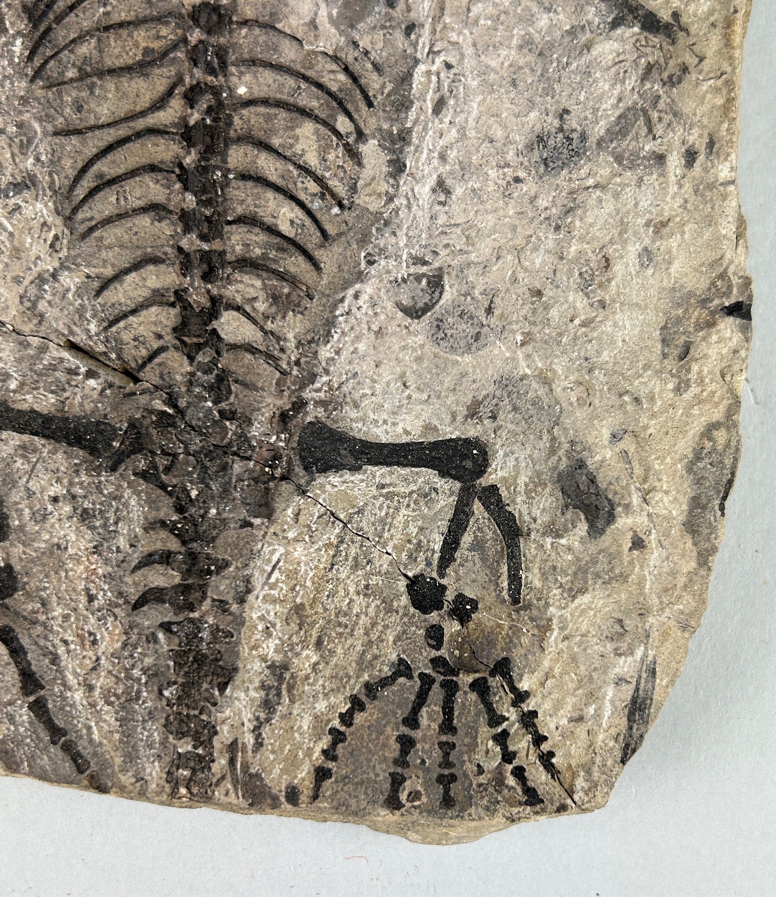 A COMPLETE FOSSILISED REPTILE BARASAURUS BESAIRIEI 23cm x 14cm Extinct genus of procolophonoid - Image 3 of 4
