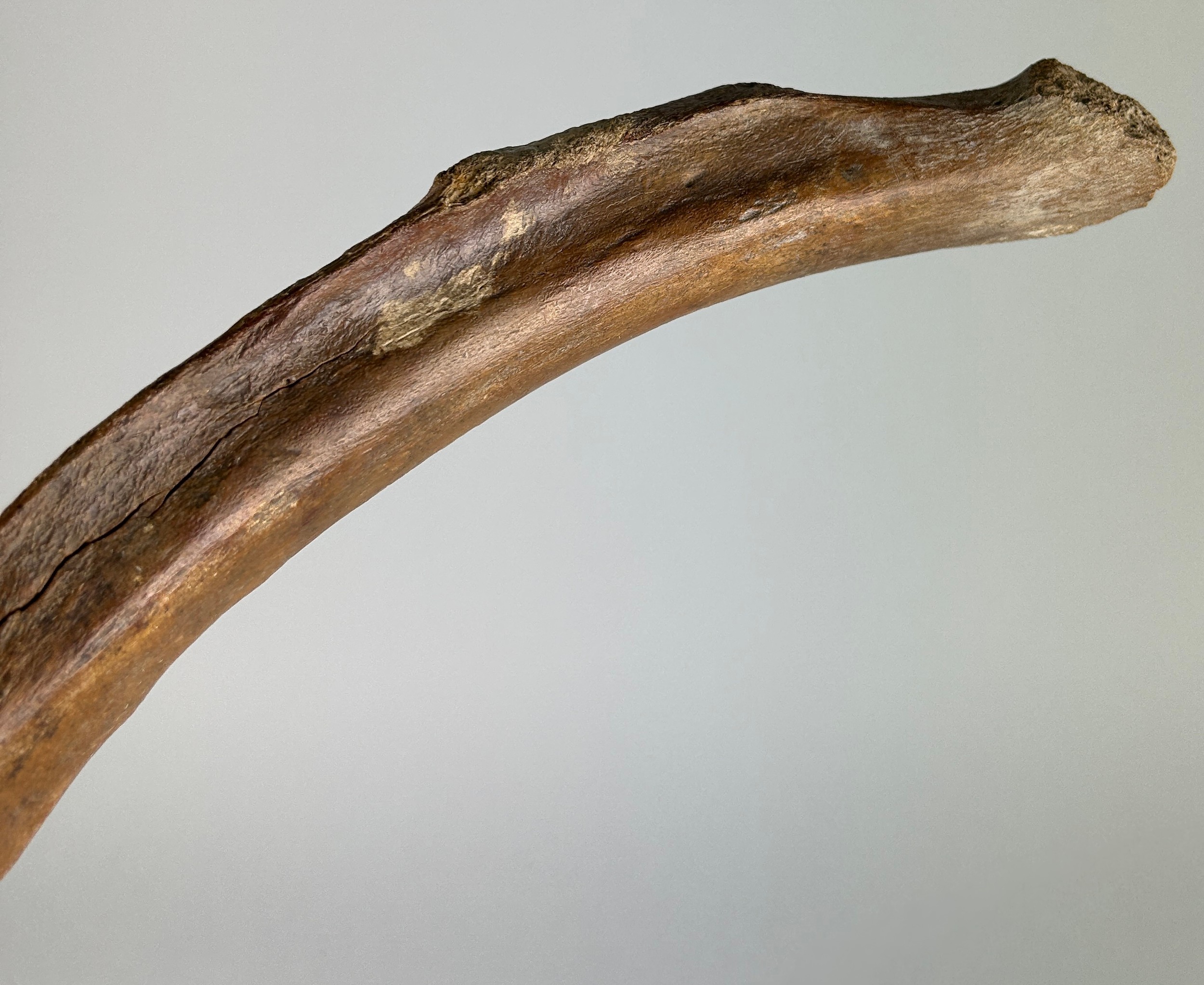 A WOOLLY MAMMOTH RIB BONE, Dredged up by fishermen in the North Sea. Pleistocene circa 40,000 - Image 3 of 4