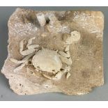A CRAB FOSSIL PRESERVED IN TRAVERTINE A VERY UNUSUAL TRAVERTINE FOSSILISED CRAB FROM THE