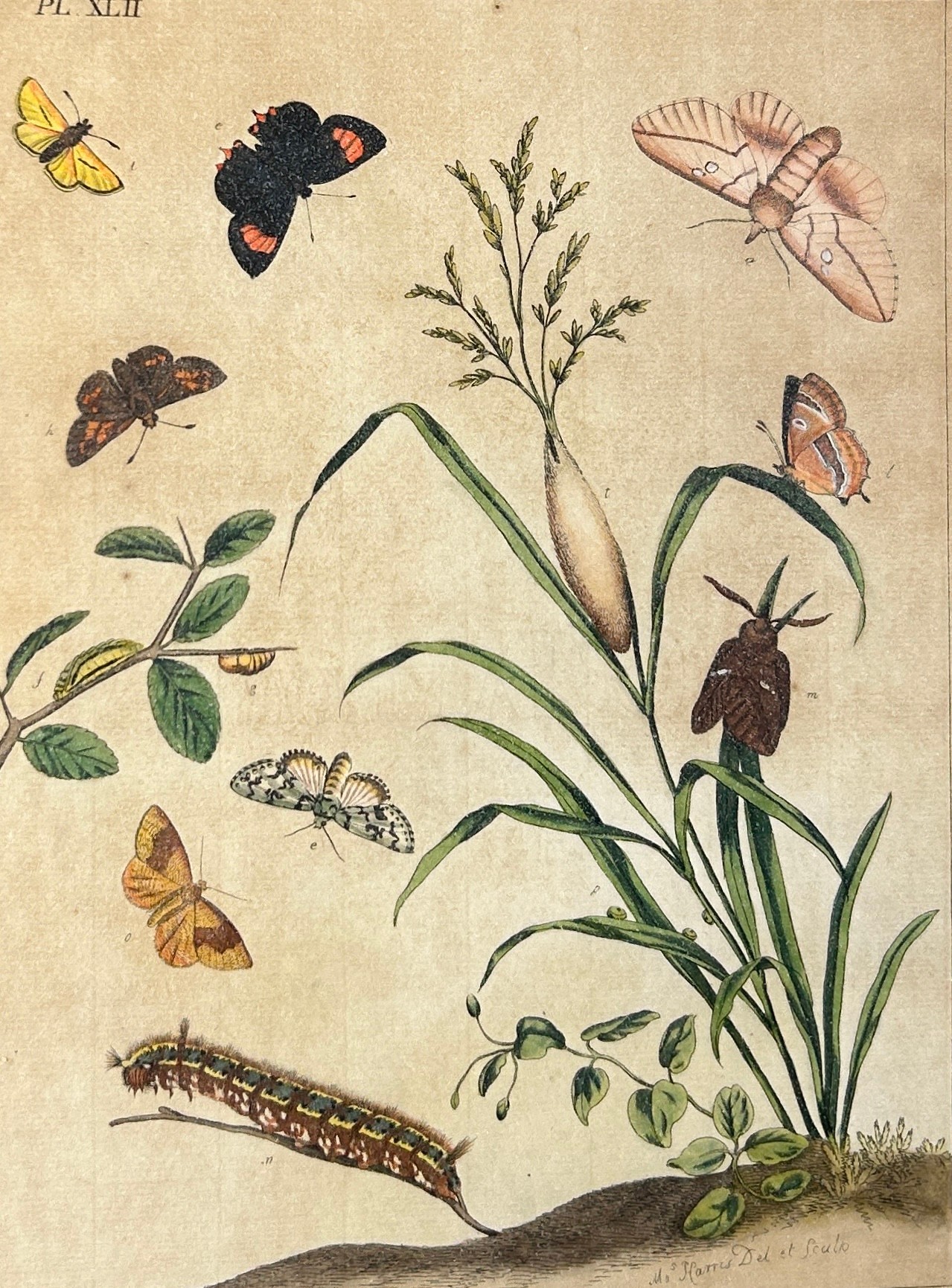 MOSES HARRIS (1730-1787), A set four hand coloured engraved plates of butterflies from ‘The Aurelian - Image 3 of 11