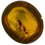 A WASP FOSSIL IN DINOSAUR AGED AMBER From amber mines of Kachin, Myanmar. Cretaceous circa 100