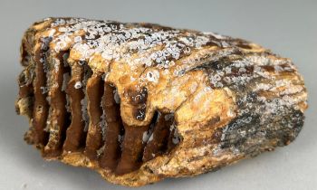 A WOOLLY MAMMOTH TOOTH FROM DOGGERBANK Dredged up by fishermen in the North Sea. Pleistocene circa