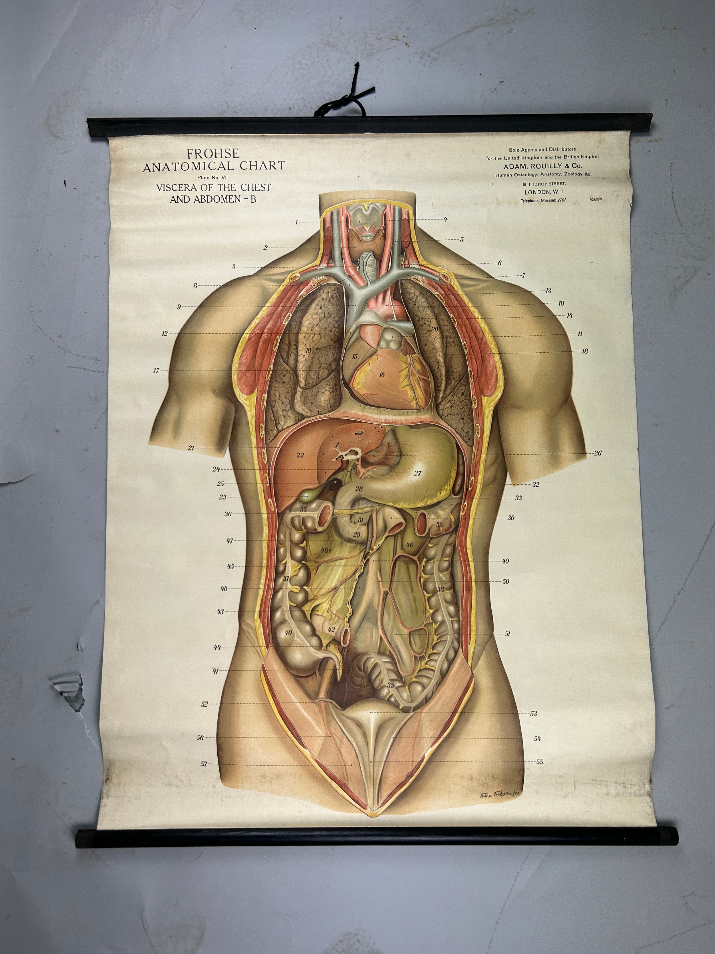 A MEDICAL FROHSE ANATOMICAL CHART 'VISCERA OF THE CHEST AND ABDOMEN', scroll hanging by Adam, - Image 5 of 6