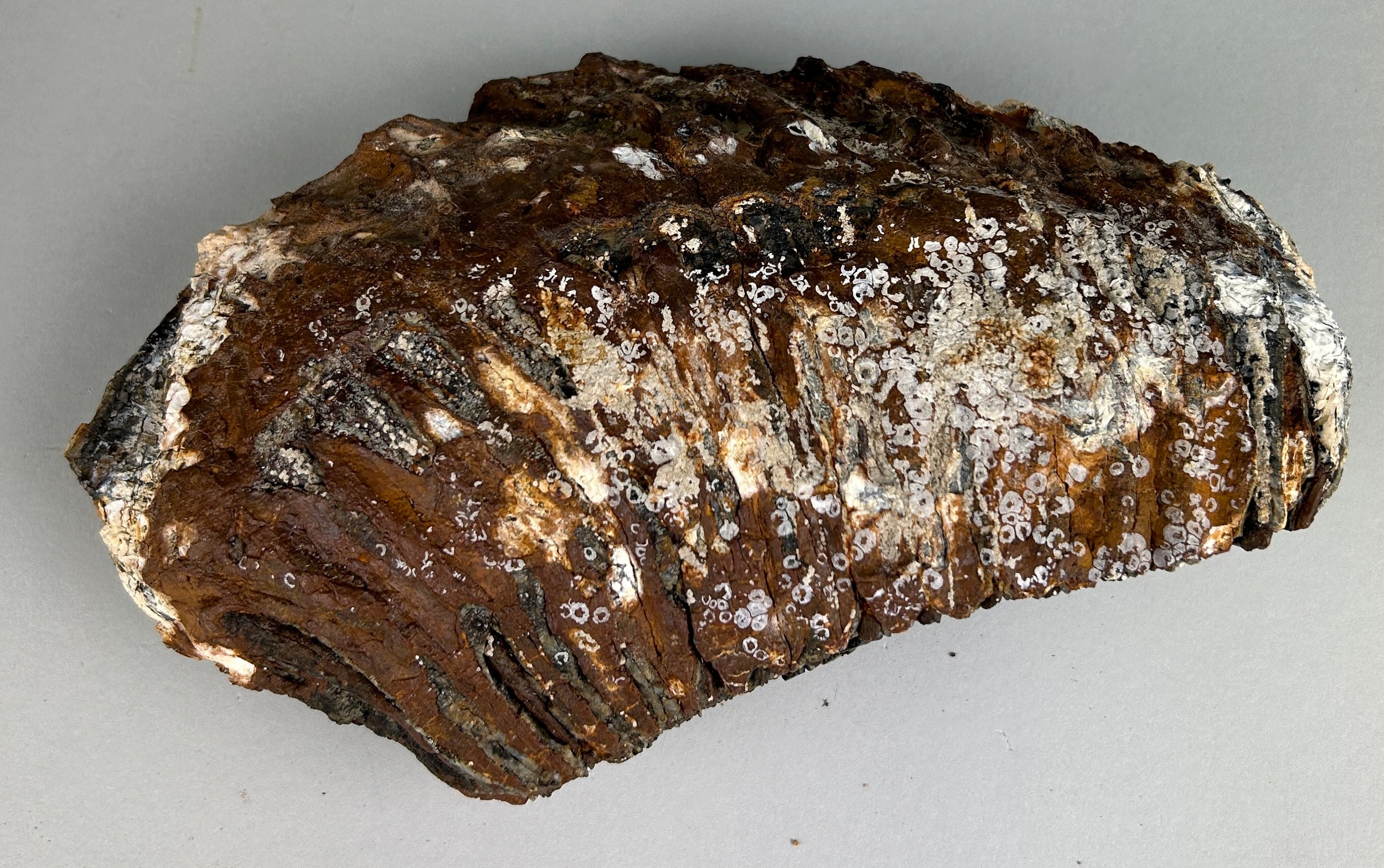 A WOOLLY MAMMOTH TOOTH FROM DOGGERBANK Dredged up by fishermen in the North Sea. Pleistocene circa - Image 2 of 2