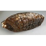 A WOOLLY MAMMOTH TOOTH FROM DOGGERBANK Dredged up by fishermen in the North Sea. Pleistocene circa