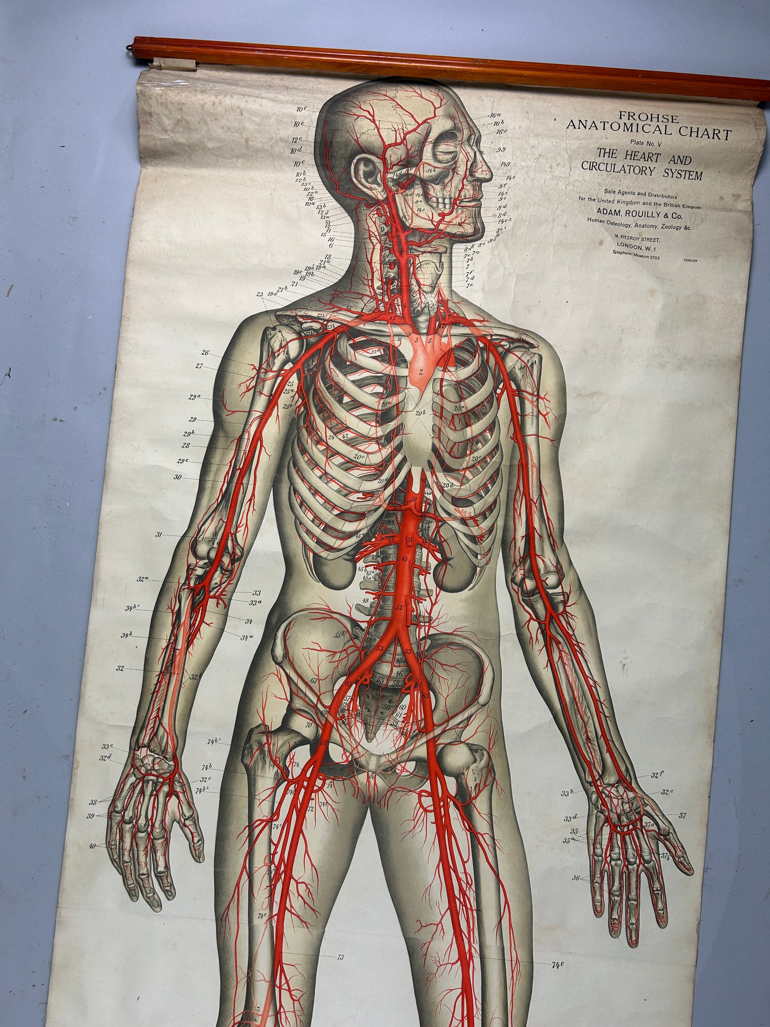 A MEDICAL FROHSE ANATOMICAL CHART 'THE HEART AND CIRCULATORY SYSTEM', hanging scroll by Adam, - Image 2 of 5