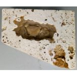A CRAB FOSSIL PRESERVED IN TRAVERTINE A VERY UNUSUAL TRAVERTINE FOSSILISED CRAB FROM THE