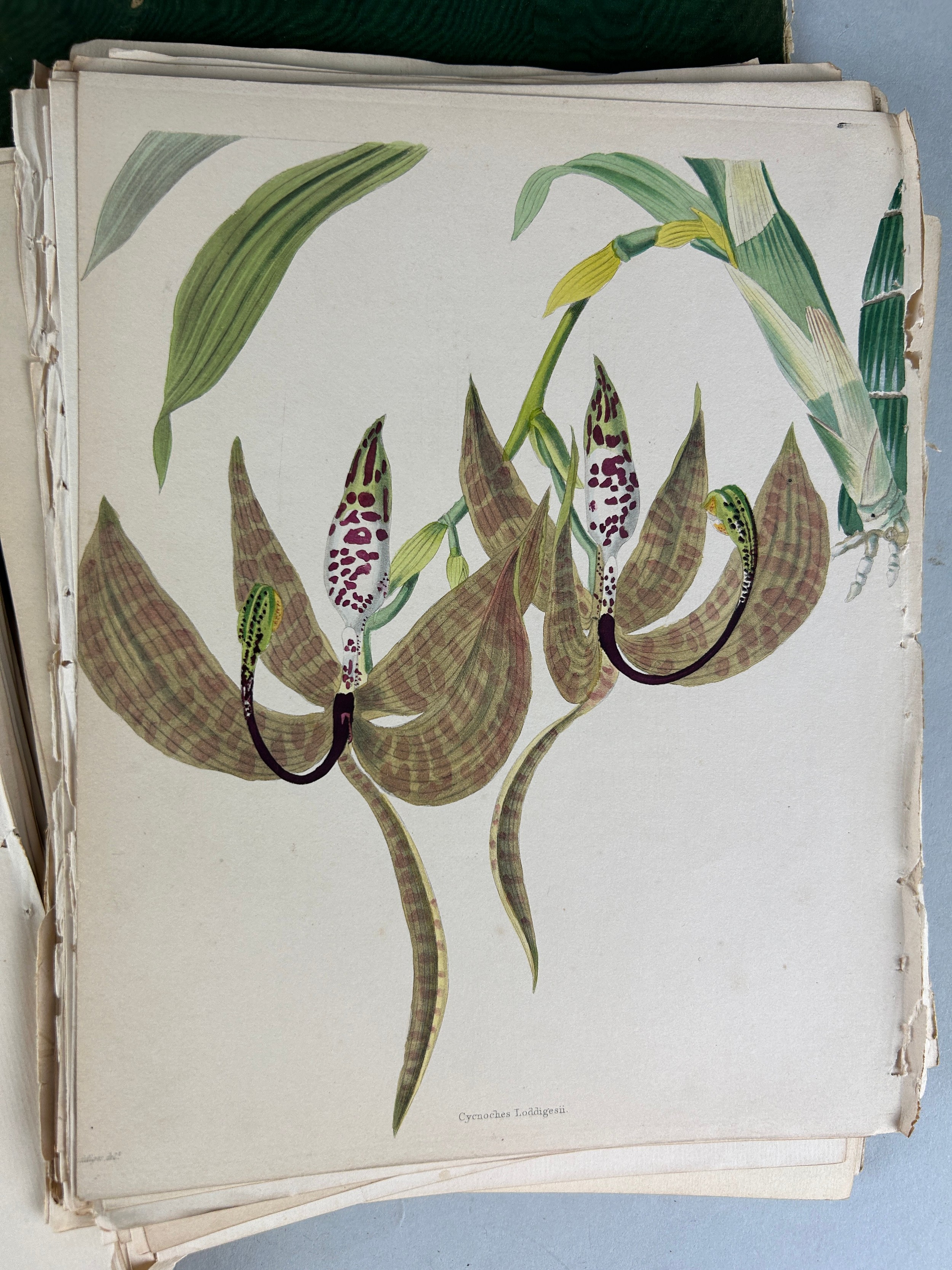 GEORGE LODDIGES (1786-1846) A LARGE COLLECTION OF BOTANICAL HAND COLOURED PLATES OF FLOWERS AND - Image 6 of 7