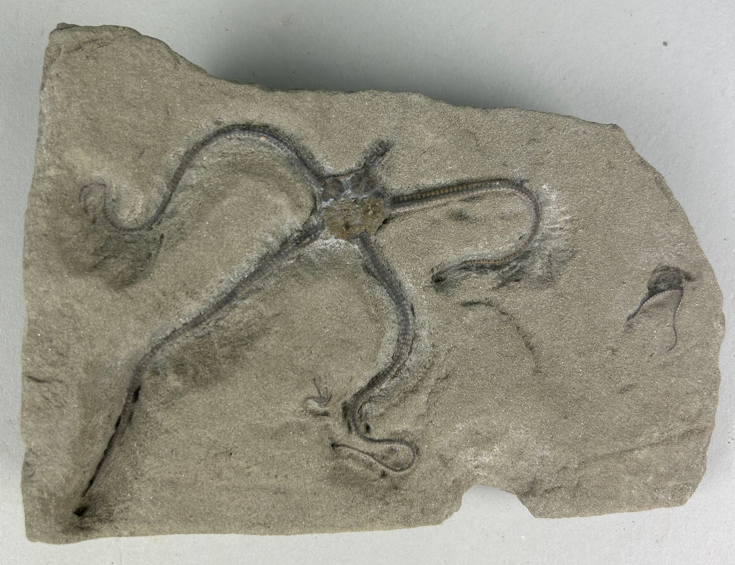 A BRITISH FOSSIL BRITTLE STARFISH Aesthetic limestone slab containing the remains of three