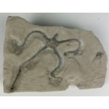 A BRITISH FOSSIL BRITTLE STARFISH Aesthetic limestone slab containing the remains of three