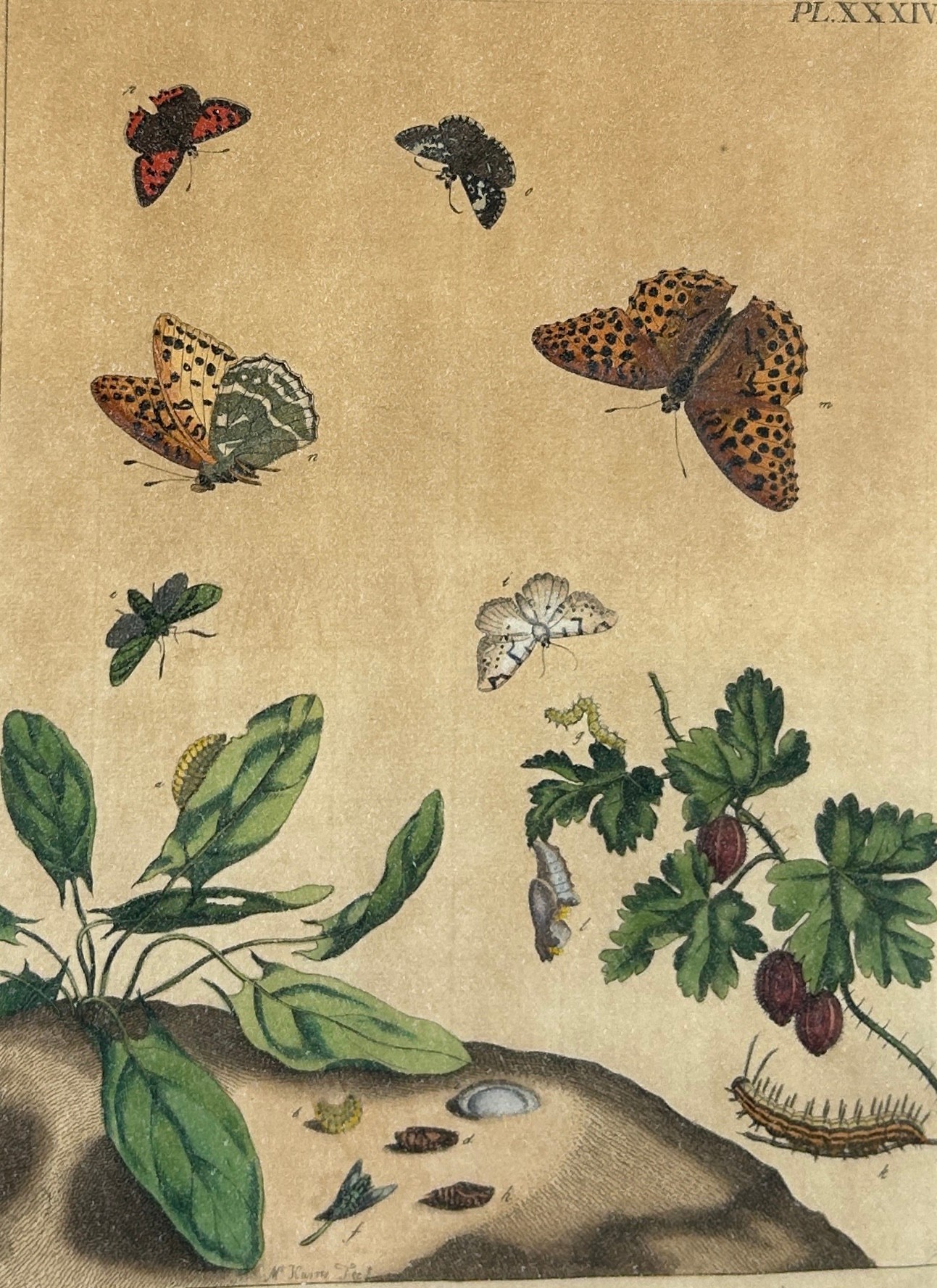 MOSES HARRIS (1730-1787), A set four hand coloured engraved plates of butterflies from ‘The Aurelian - Image 5 of 11