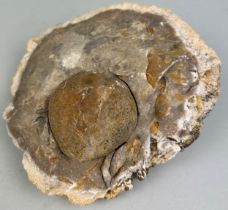 A LARGE ECHINOID PRESERVED IN FLINT, From Lyme Regis, Dorset