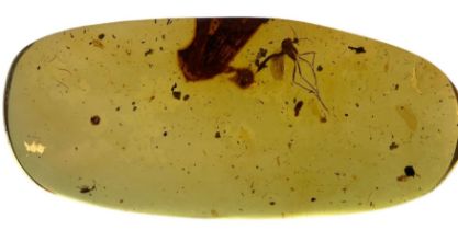 A MOSQUITO FOSSIL IN AMBER A large mosquito in dinosaur-aged Burmese amber. From the mines of