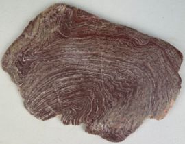 AN ANCIENT STROMATOLITE FROM MOROCCO