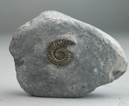 A GOLDEN AMMONITE FOSSIL FROM DORSET This ammonite fossil is preserved in solid iron pyrite (fools