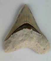 A LARGE FOSSILISED MEGALODON SHARK TOOTH From Java, Indonesia. Miocene circa 5-10 million years old.
