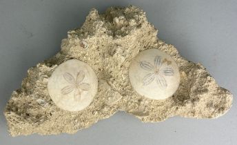 A PAIR OF FOSSIL SAND DOLLARS FROM FRANCE, An aesthetic, natural stone slab containing a pair of