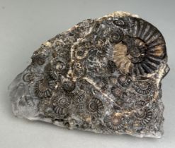 AN AMMONITE FOSSIL DEATHBED FROM MARSTON MAGNA SOMERSET A fossilised ammonite deathbed from the