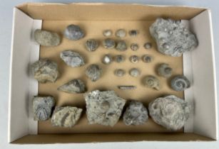 A LARGE COLLECTION OF SILURIAN FOSSILS, West Midlands.