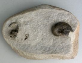 A PAIR OF AMMONITE FOSSILS IN MATRIX FROM DORSET This pair of ammonite fossils were found on the the