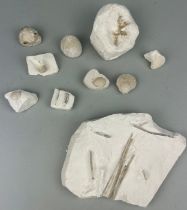 A LARGE COLLECTION OF CHALK FOSSILS