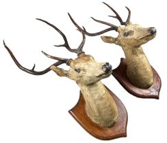 A PAIR OF ANTIQUE TAXIDERMY SRI LANKAN AXIS DEER HEADS ON SHIELDS FROM CEYLON, smallest 91cm h,