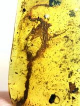 AN EXCEPTIONALLY RARE FOSSILISED SCORPION IN AMBER A very rare Scorpion fossil in dinosaur-aged