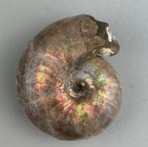 AN OPALISED AMMONITE WITH GASTROPOD SNAIL Ammonite From the Majunga Basin, Madagascar. Gastropod