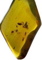 MOSQUITOES AND BEETLES IN AMBER FOSSIL A sizeable piece of amber containing a very well-preserved