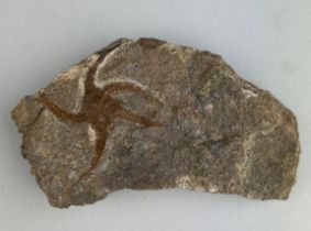 A BRITTLE STAR/ STARFISH FOSSIL FROM MOROCCO A well-preserved fossil Brittle Star prepared from