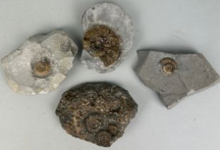 A COLLECTION OF AMMONITES, Jurassic, Lower Lias, Lyme Regis, Dorset