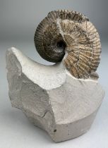 AN AMMONITE FOSSIL FROM DORSET This ammonite fossil comes from the famous Jurassic Coast and has