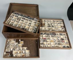 A GREGORY BOTTLEY CASED COLLECTION OF FOSSILS, Four wooden trays contained in a wooden box.