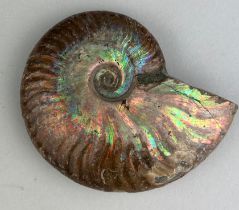 AN OPALISED CLEONICERAS AMMONITE FOSSIL Ammonite From the Majunga Basin, Madagascar. Natural shell