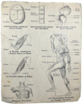 A FRENCH SCIENTIFIC AND ANATOMICAL POSTER