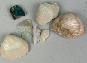 A GROUP OF OPALISED COCKLE SHELLS AND AN OPAL, From Australia