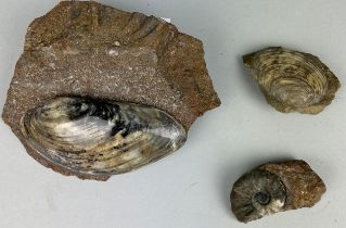 A COLLECTION OF BIVALVES AND AMMONITE, Jurassic, Lower Lias, Scunthorpe