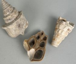 A COLLECTION OF THREE BARTON CLAY SHELLS, Eocene period circa 50 million years old