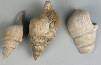 A COLLECTION OF THREE BARTON CLAY SHELLS, Eocene period circa 50 million years old