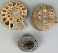 A COLLECTION OF THREE JURASSIC POLISHED AMMONITES (3)