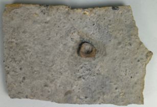 AN ICHTHYOSAUR SINGLE VERTEBRA IN MATRIX, Jurassic, Newark