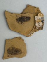 A COCKROACH FOSSIL, This split stone contains both halves of a rare Cockroach from the early