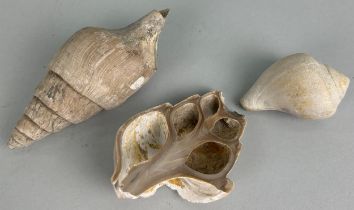 A COLLECTION OF THREE BARTON CLAY SHELLS, Eocene period circa 50 million years old