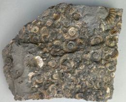 AN AMMONITE FOSSIL DEATHBED FROM LYME REGIS, This piece of split limestone contains hundreds of